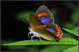 国产采精小蝴蝶,探寻自然之美与科技创新的完美融合